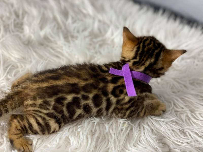 bengal kittens texas sale