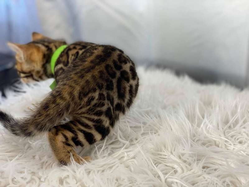 texas bengal breeders