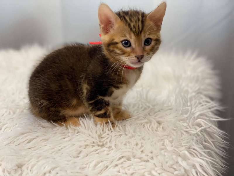 bengals cattery