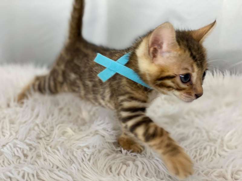 bengal kittens delaware
