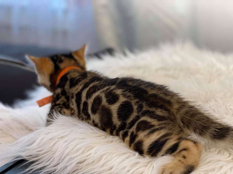bengal kittens in texas