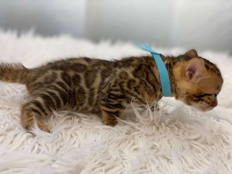 bengal cats for sale in texas