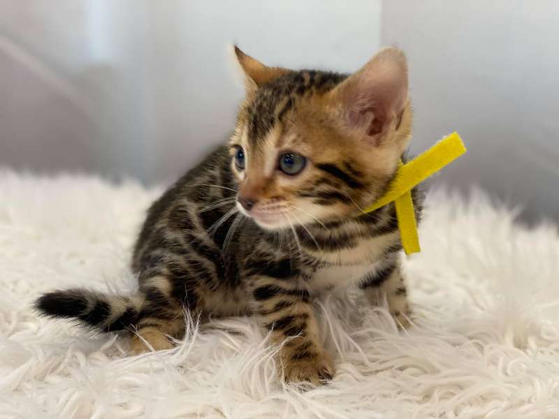 glitter bengal cat