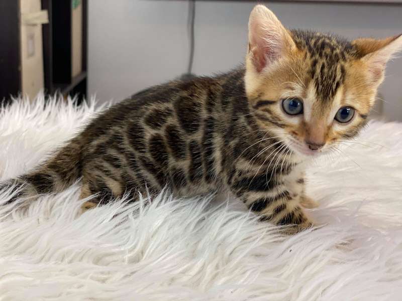 bengal cat breeder texas