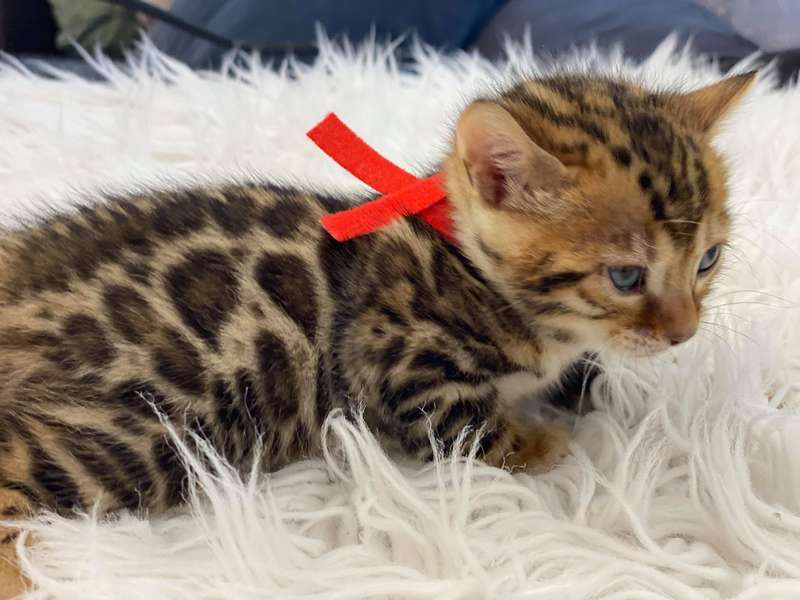 bengal kitten