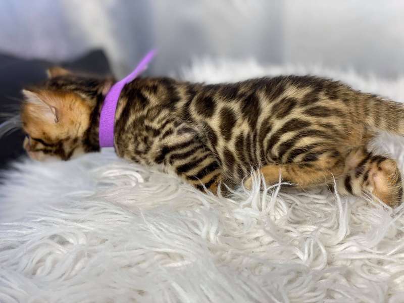 bengal kittens texas sale