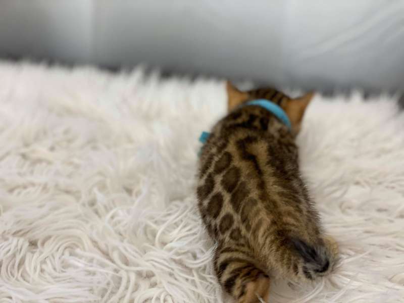 bengal cats for sale in texas