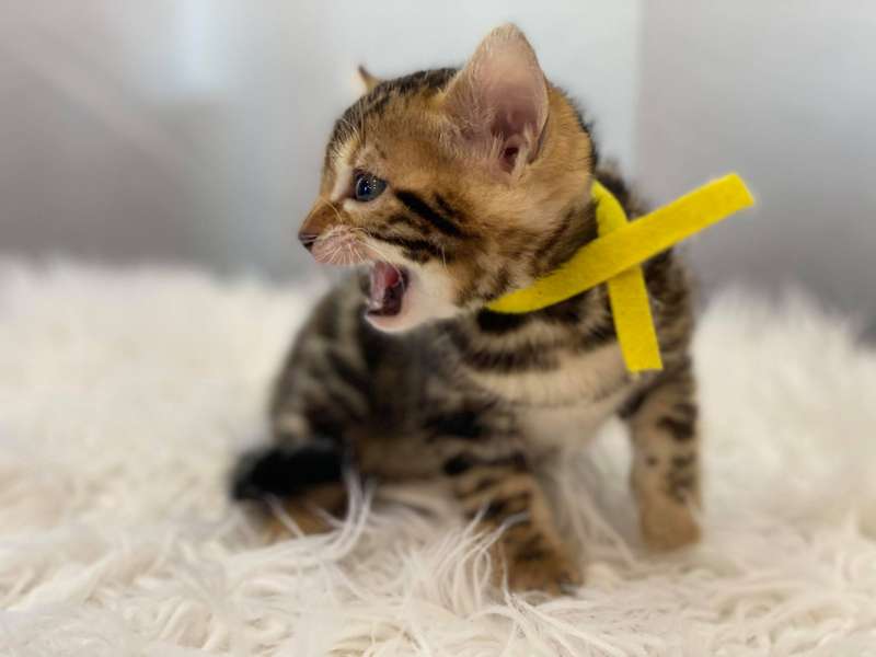 glitter bengal cat