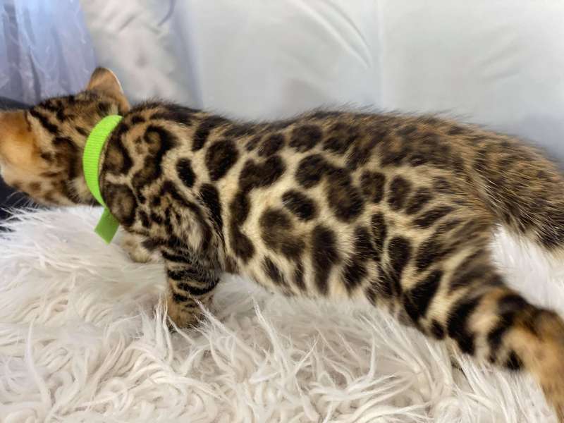 bengal breeder texas