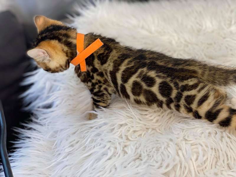 bengal cat breeder texas
