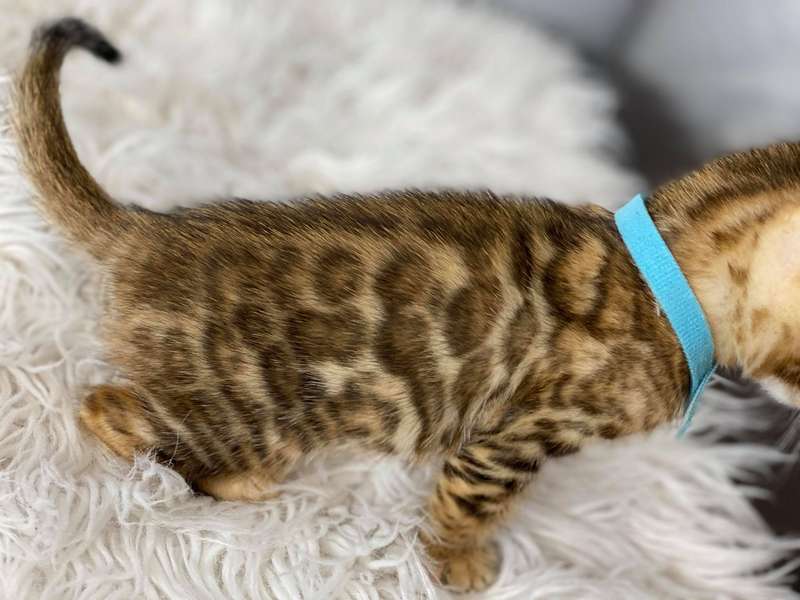 bengal kittens delaware