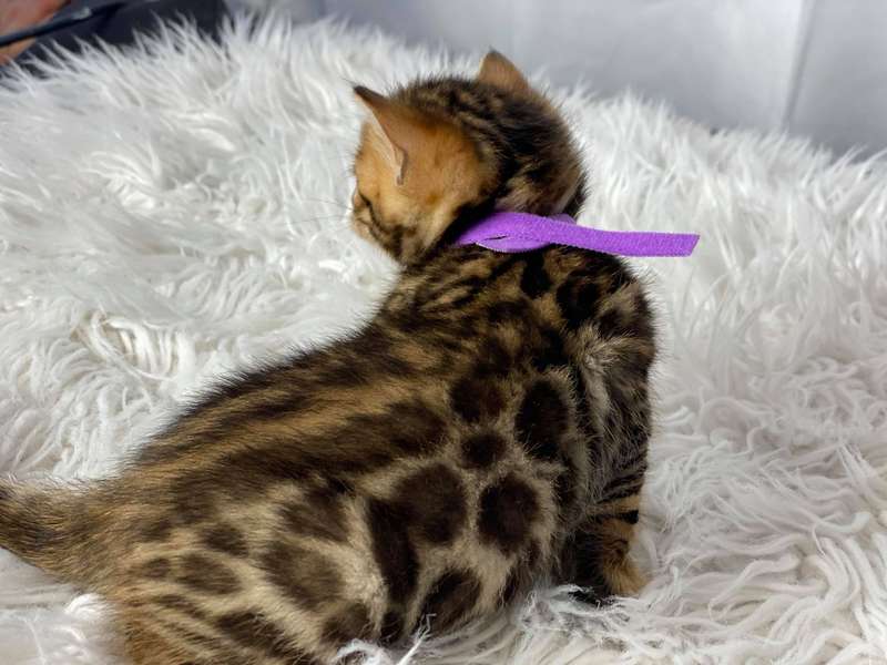 bengal kittens texas sale