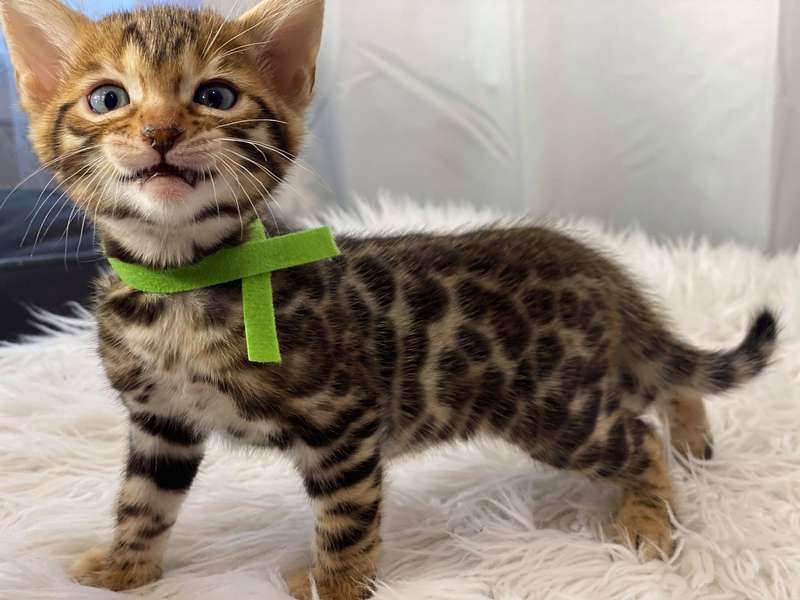 bengal breeder texas