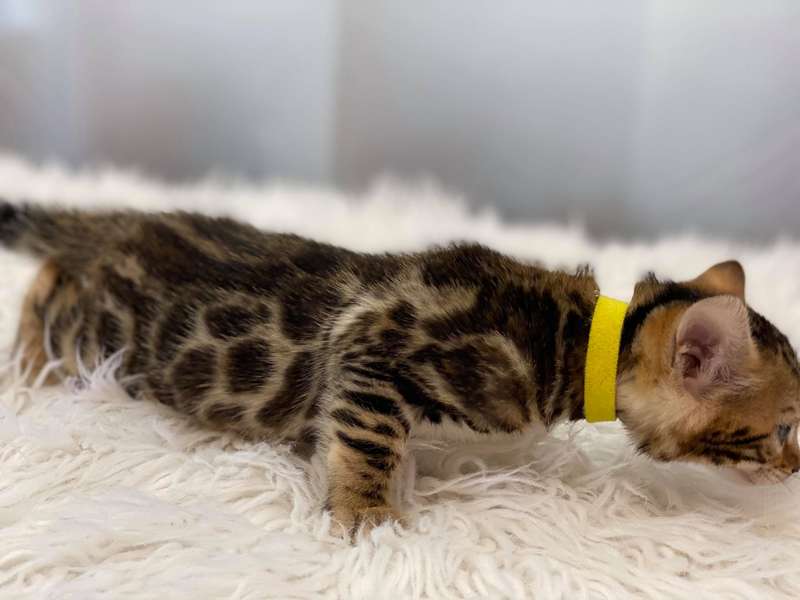 glitter bengal cat