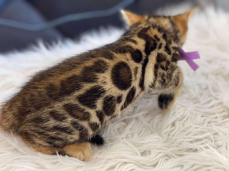 bengal cats for sale texas