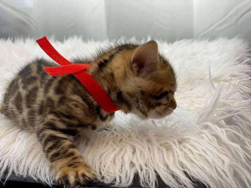 Bengal kittens for sale Philadelphia