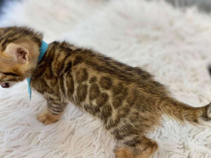 bengal kittens delaware