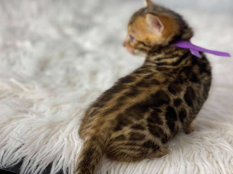 bengal kittens texas sale