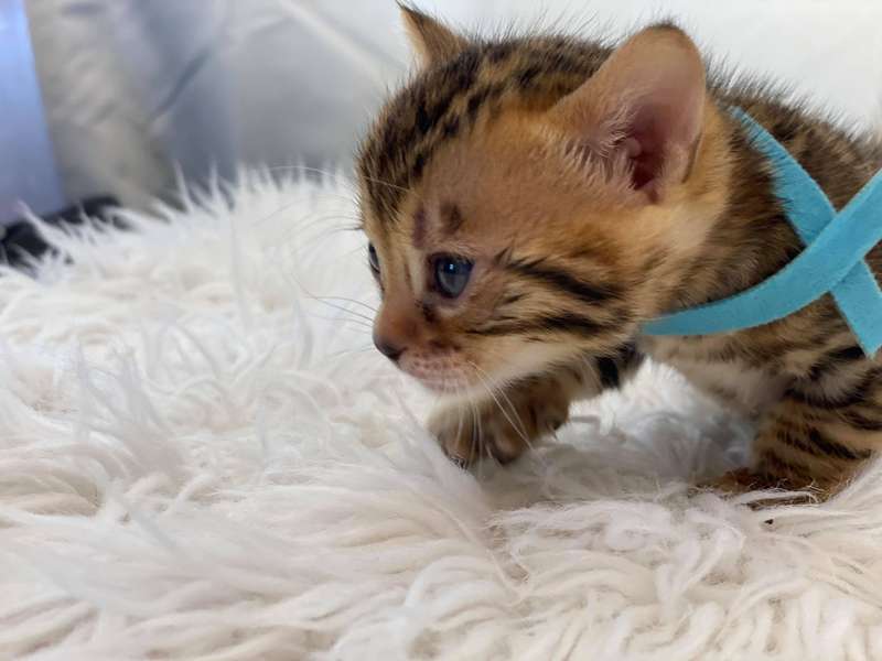 bengal cats for sale in texas