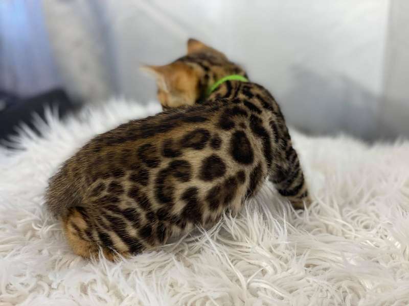 bengal breeder texas