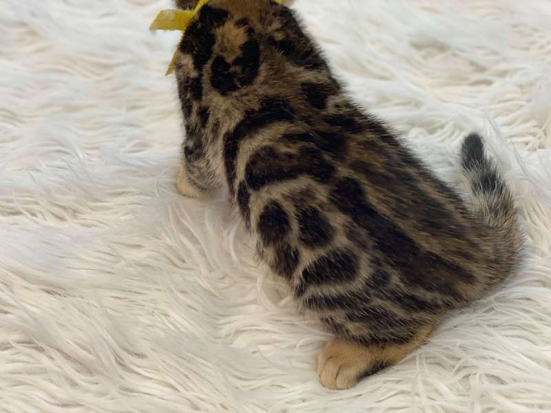 bengal cat glitter
