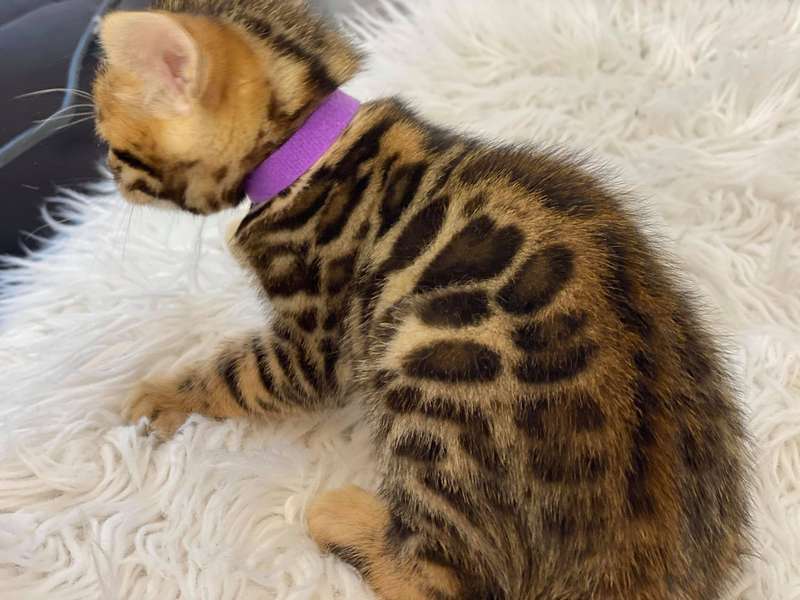 bengal cats for sale texas