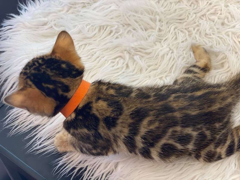 bengal cat breeder texas