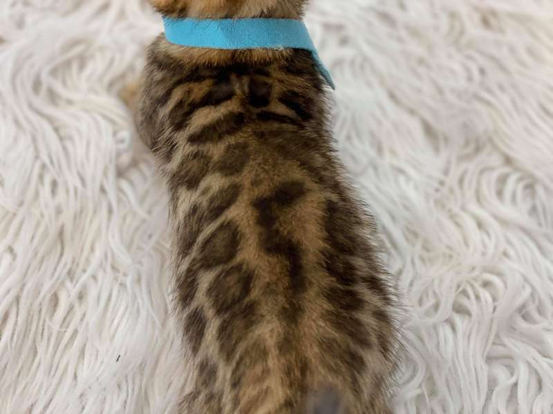 bengal cats for sale in texas
