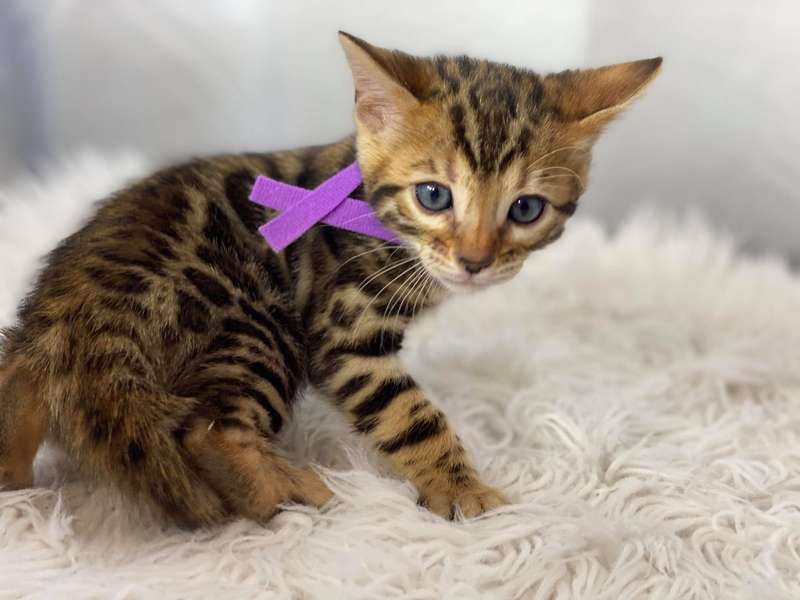 bengal kittens texas