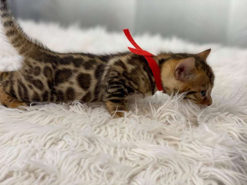 Bengal kittens for sale Philadelphia