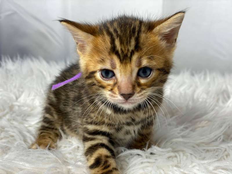 bengal kittens texas sale