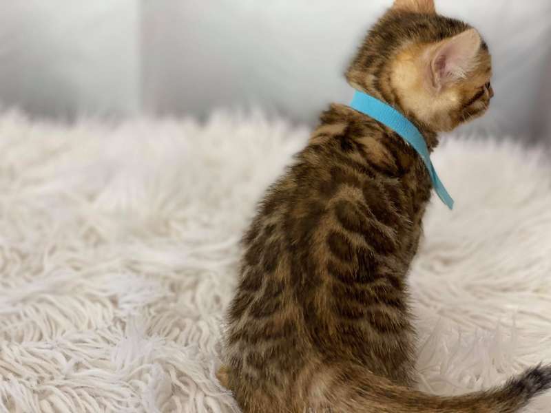 bengal kittens delaware