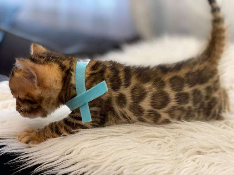 bengal cats for sale in texas