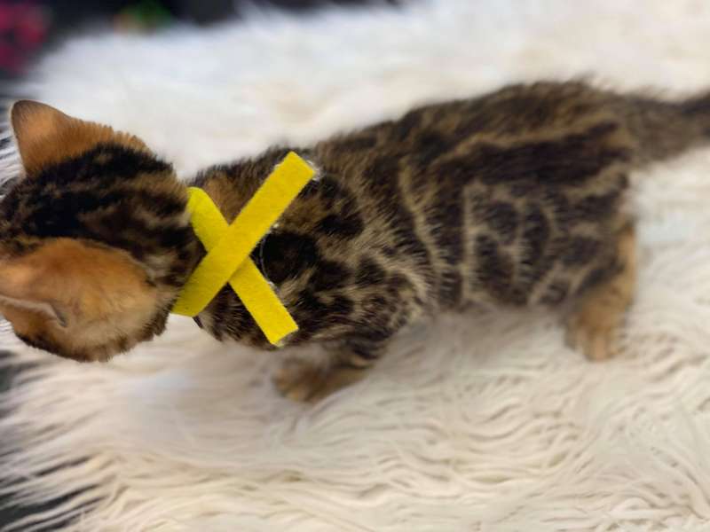 bengal cat glitter