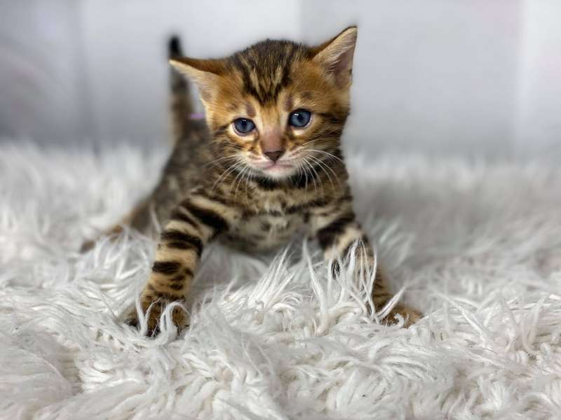 bengal kittens texas sale