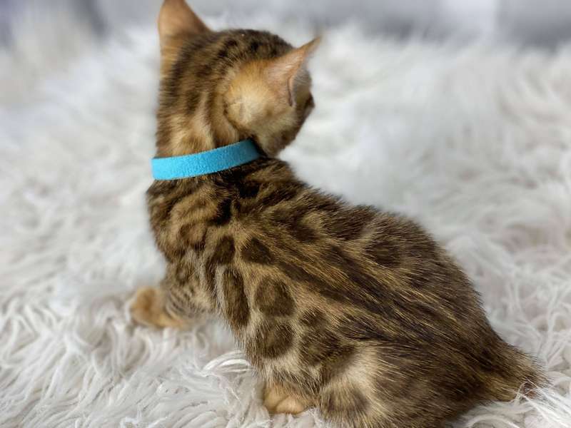 bengals cattery