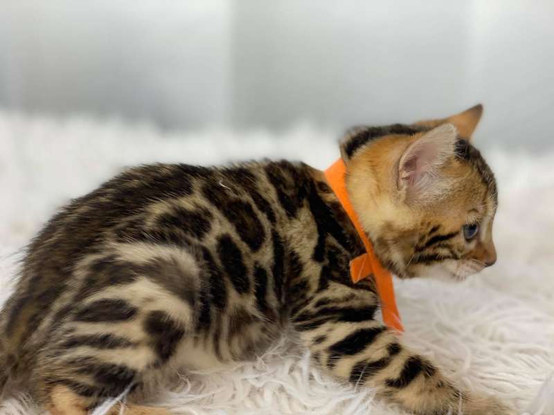 bengal cat breeder texas