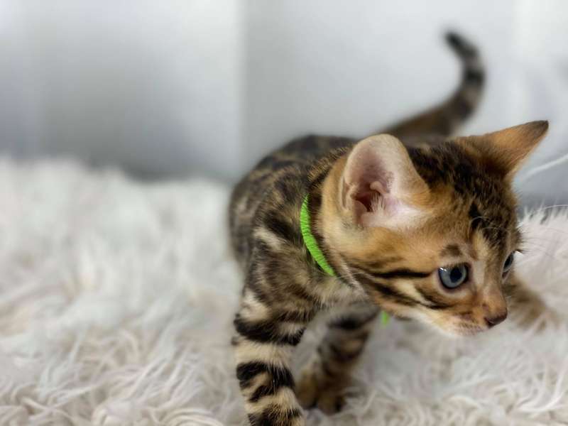 bengal cat austin