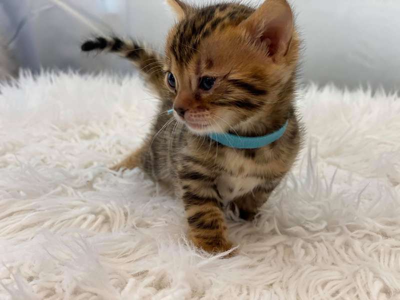bengal cats for sale in texas