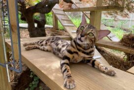 Do bengal cat get along with other cats in New York City?