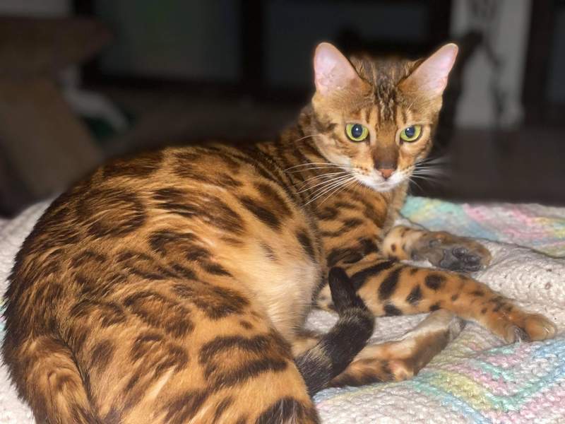 Lea Bengal Queens Reginamur