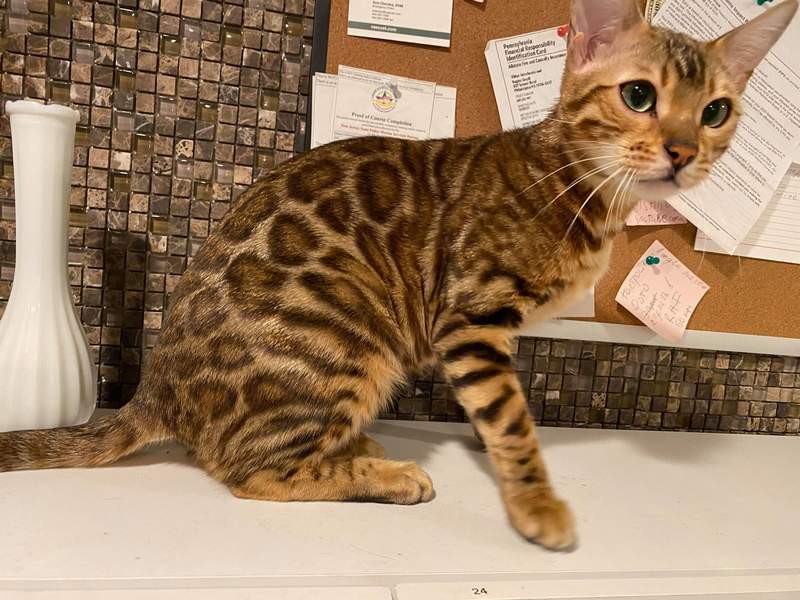 Zarra Bengal Queens Reginamur