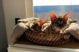 Are Bengal cats hypoallergenic?