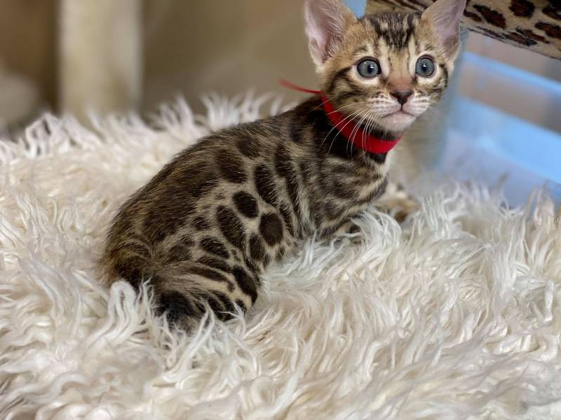 1.1 female kitten Reginamur