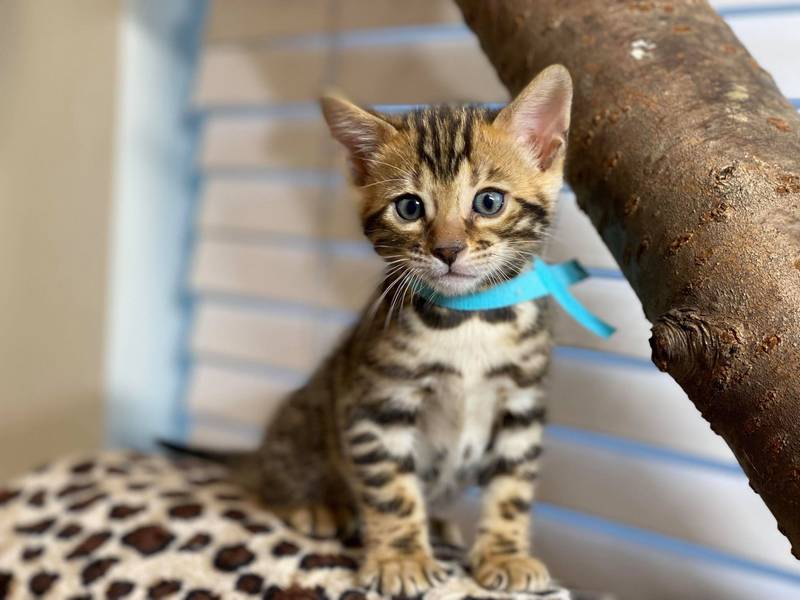 1.2 male kitten Reginamur