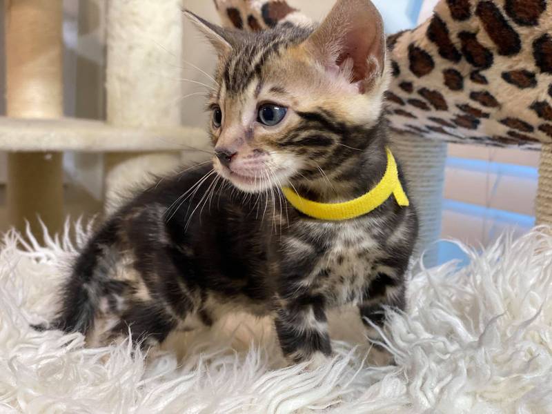 1.3 male kitten Reginamur