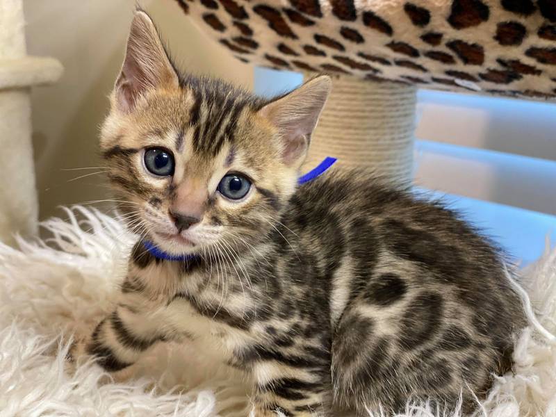 1.4 male kitten Reginamur
