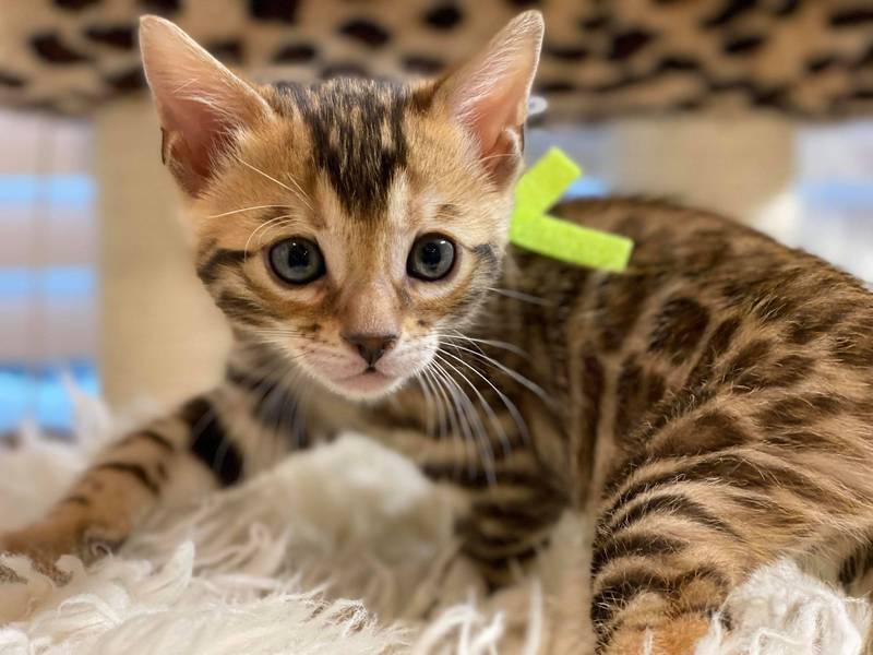 1.5 male kitten Reginamur