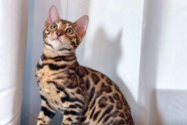 Bengal Types and Colors