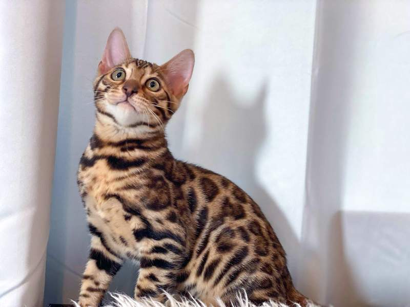 Bengal Types and Colors